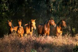 Credit: Wild Horse Sanctuary